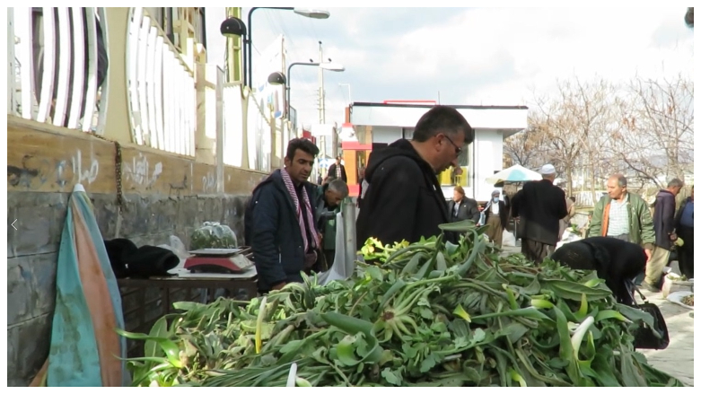 بازار گیاهان کوهی خوراکی در مریوان
